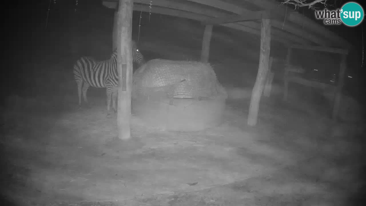 Camera en vivo Cebras in Ljubljana ZOO – Eslovenia