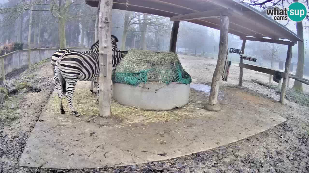 Zebre v živo v živalskem vrtu Ljubljana ZOO spletne kamere