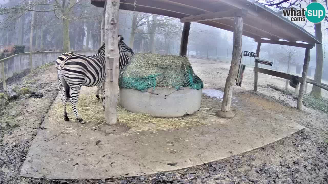 Zebre v živo v živalskem vrtu Ljubljana ZOO spletne kamere