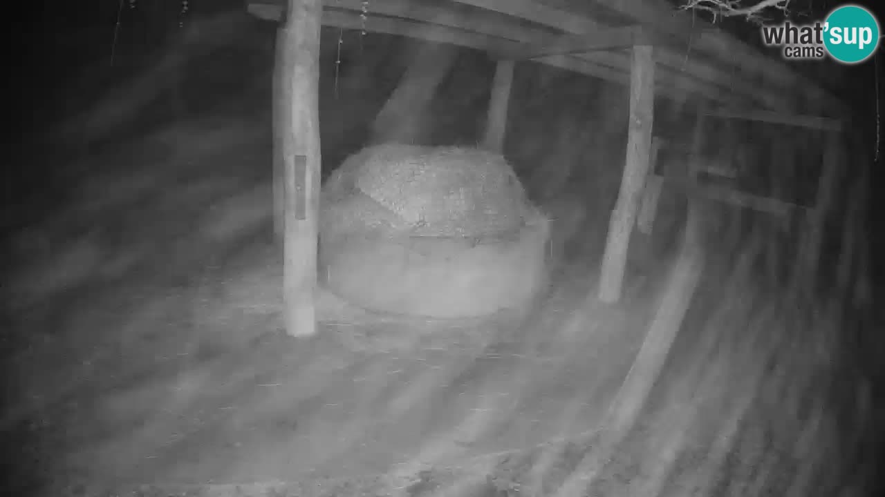 Live webcam Les zèbres in Ljubljana ZOO – Slovénie