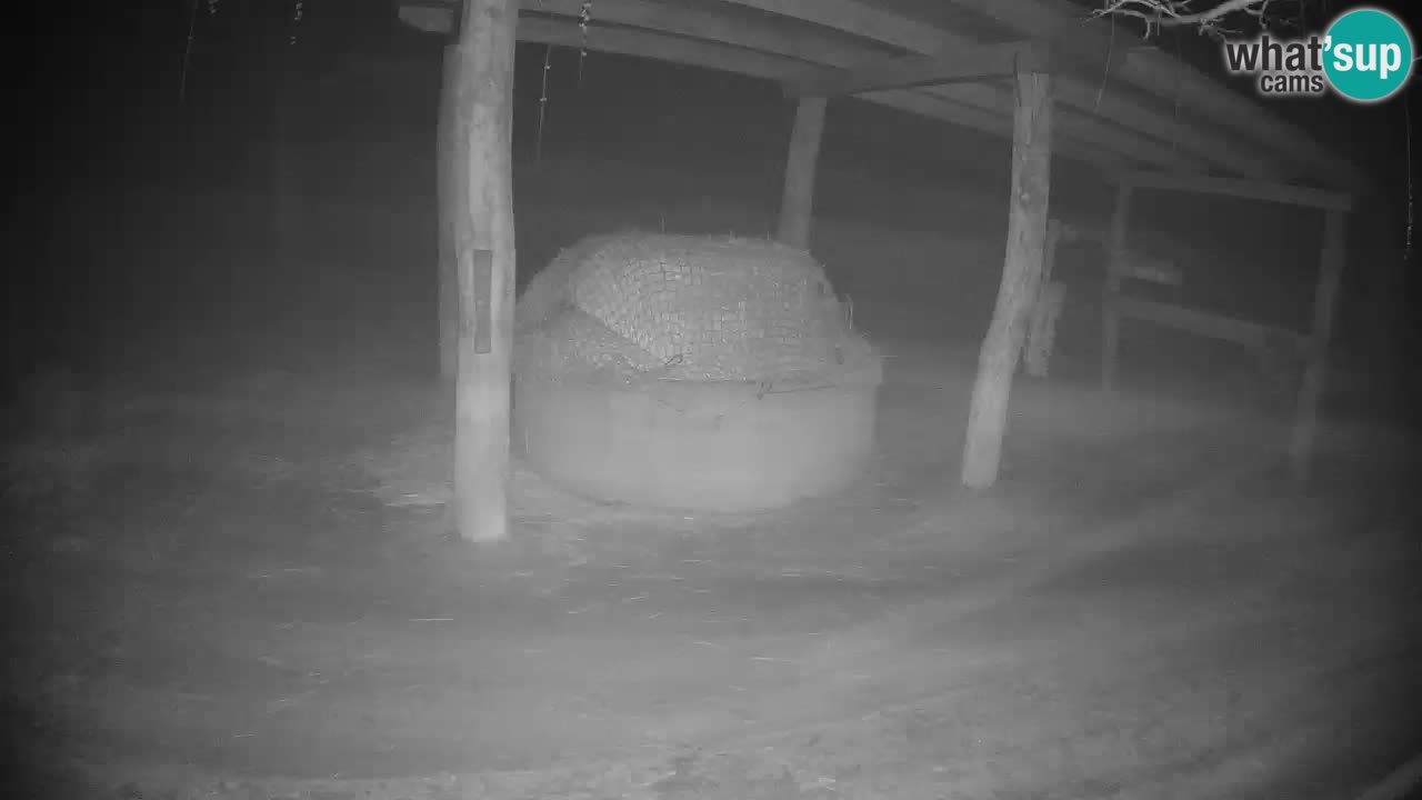 Le Zebre nello ZOO di Ljubljana – Slovenia Live webcam