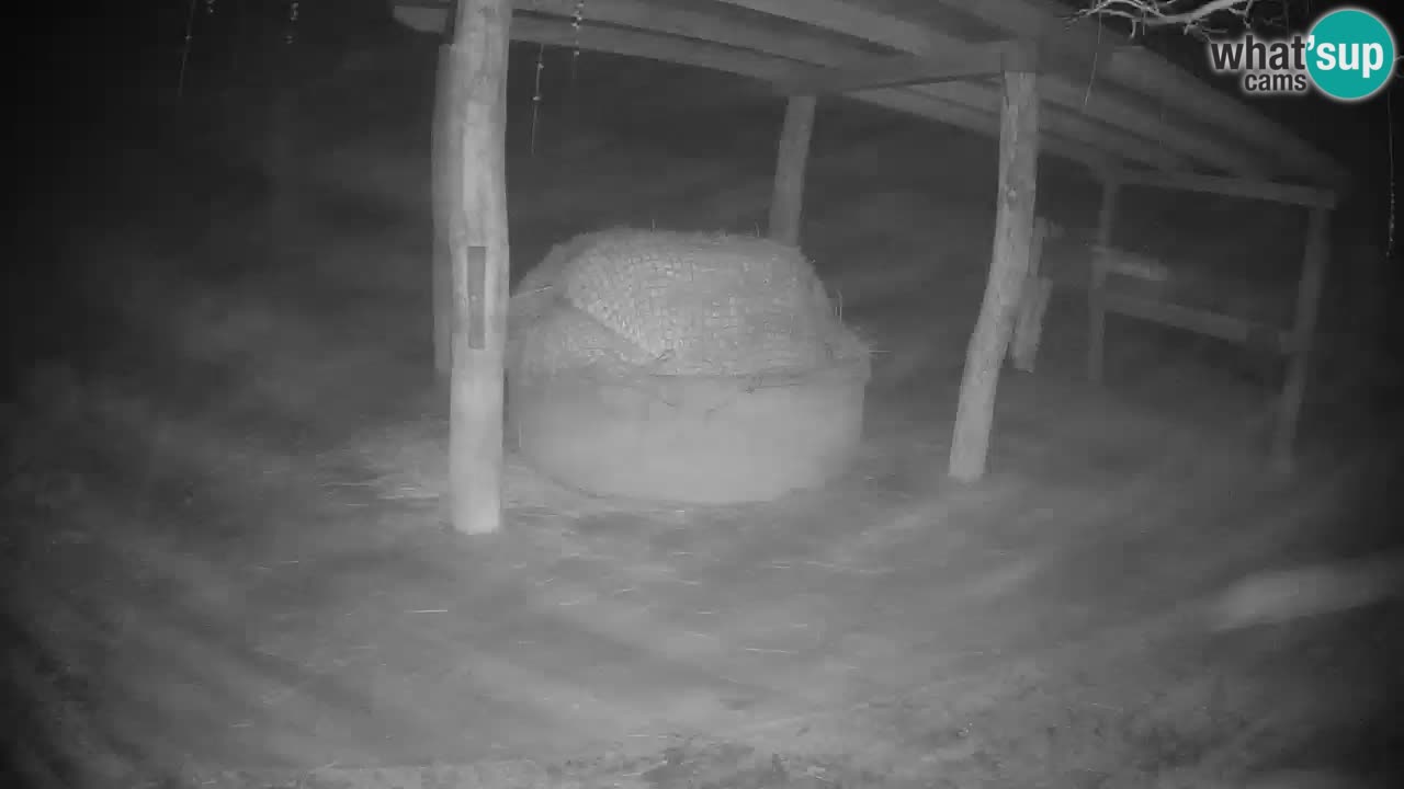 Le Zebre nello ZOO di Ljubljana – Slovenia Live webcam