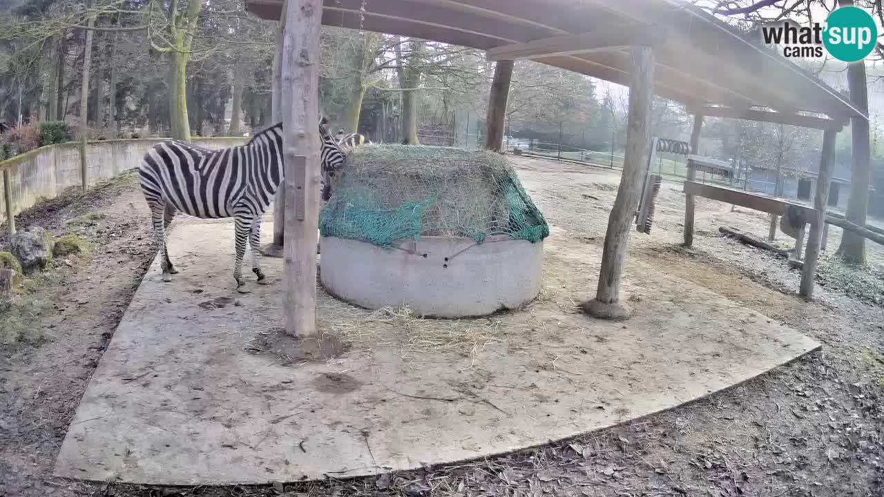 Live webcam Zebras in Ljubljana ZOO – Slovenia