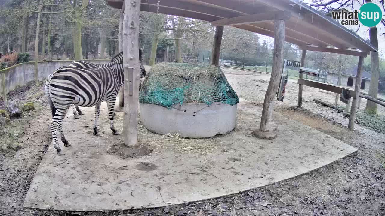 Live webcam Zebras in Ljubljana ZOO – Slovenia