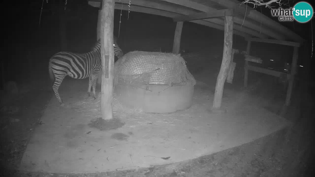 Live webcam Zebras in Ljubljana ZOO – Slovenia