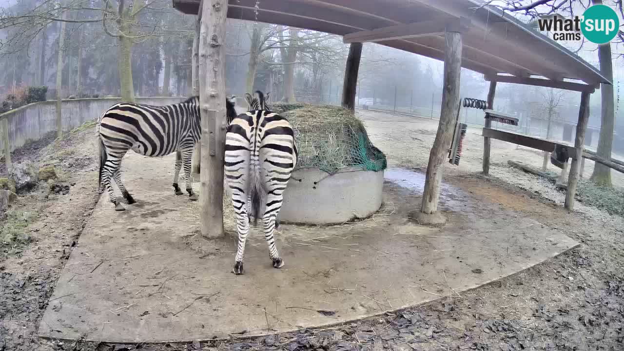 Live webcam Zebras in Ljubljana ZOO – Slovenia