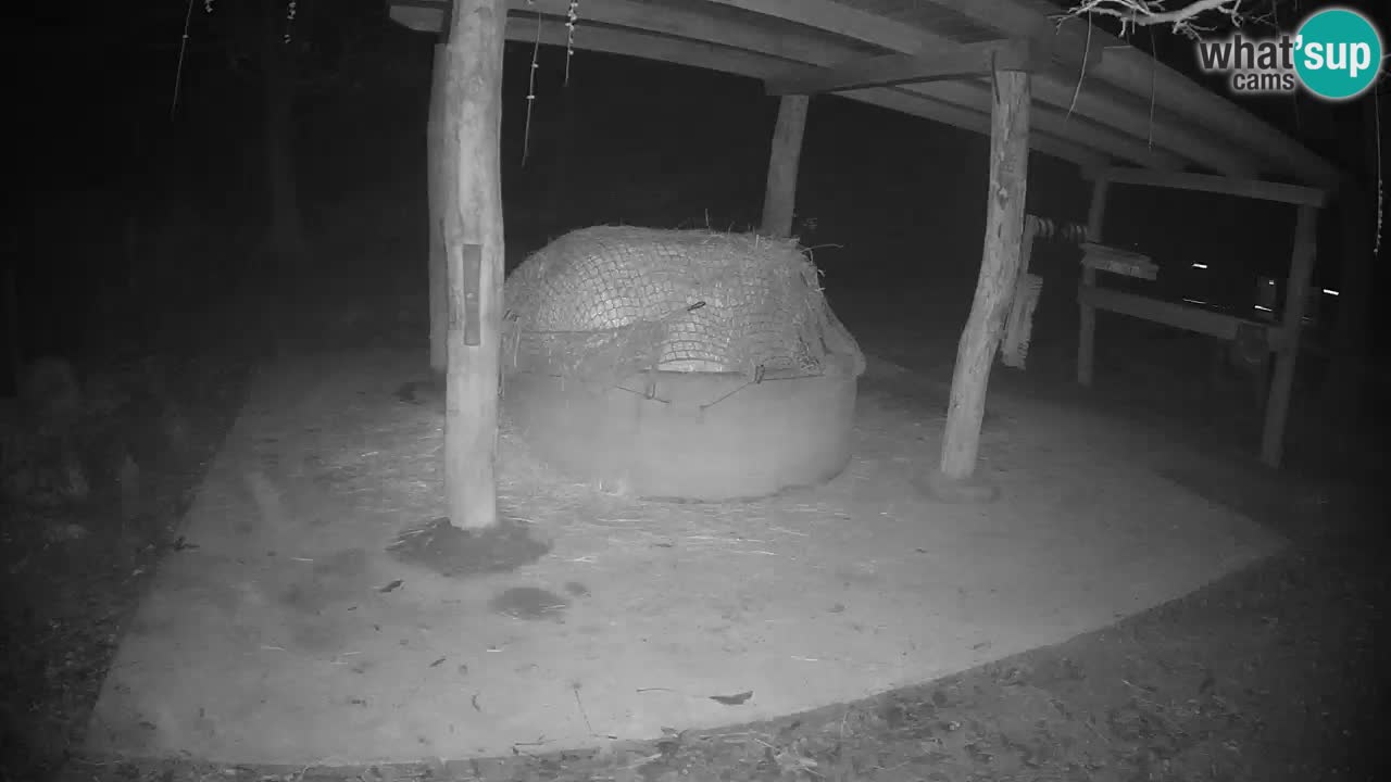 Zebre v živo v živalskem vrtu Ljubljana ZOO spletne kamere