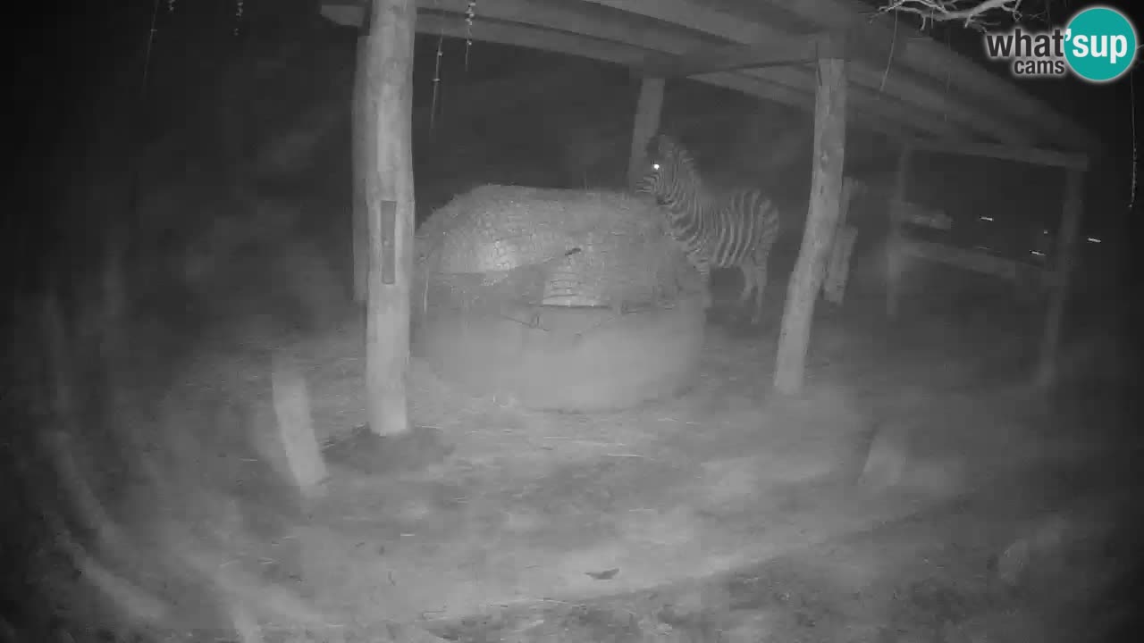 Le Zebre nello ZOO di Ljubljana – Slovenia Live webcam
