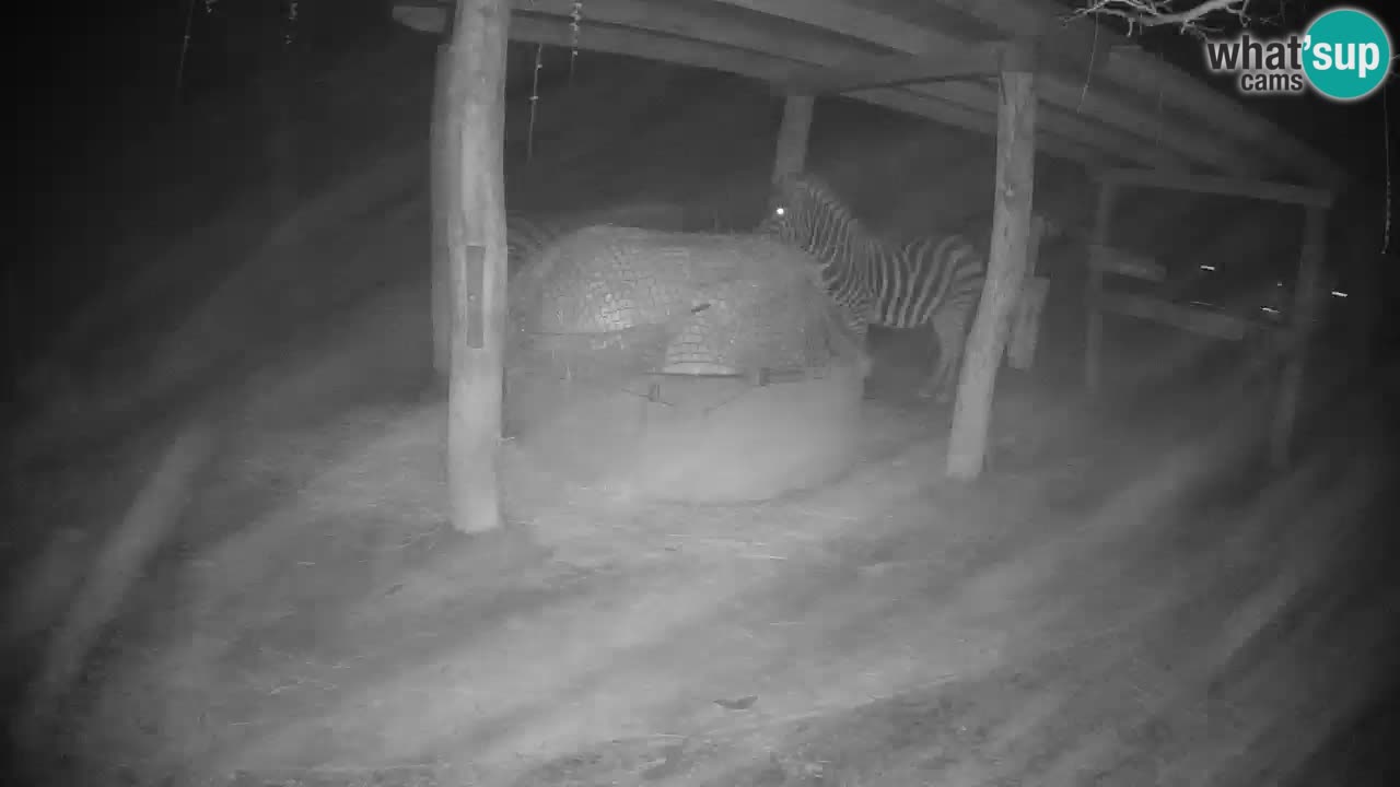 Camera en vivo Cebras in Ljubljana ZOO – Eslovenia