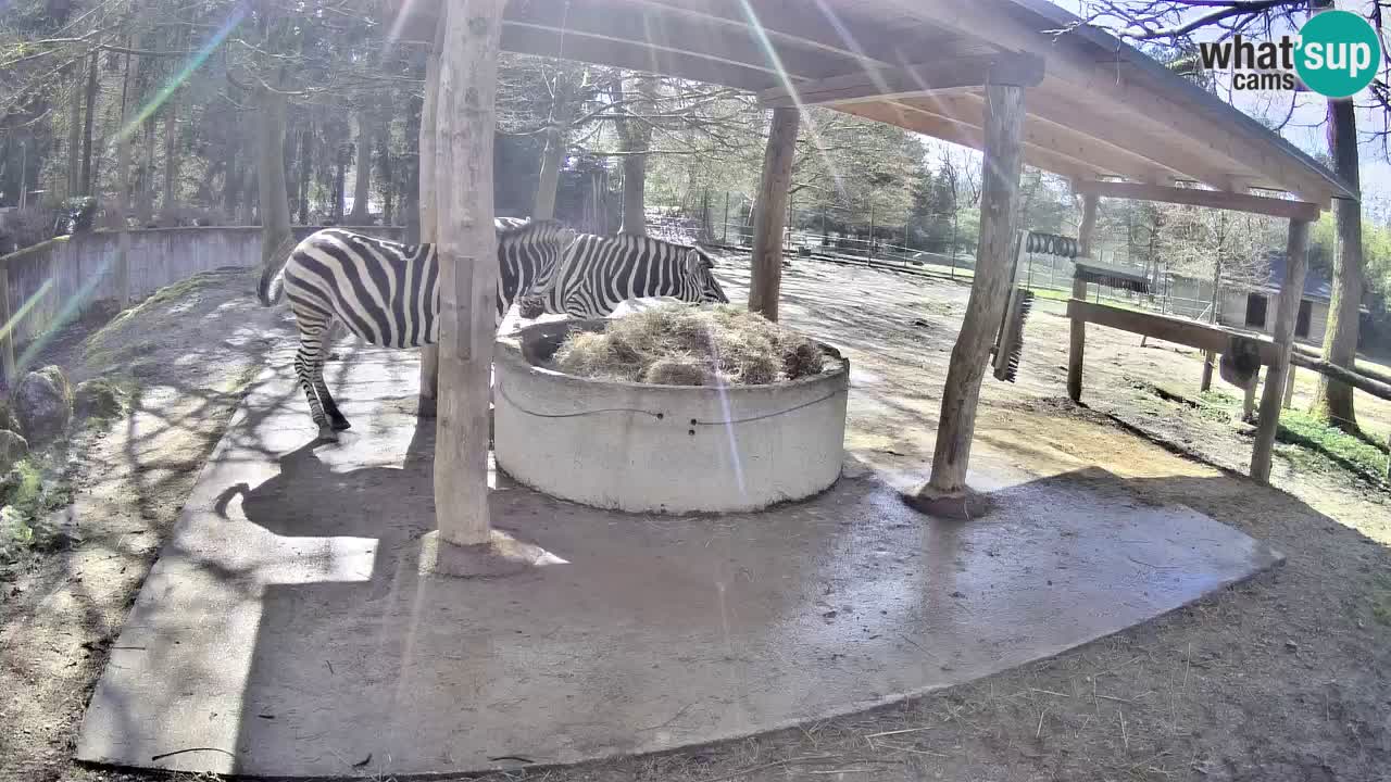 Zebre v živo v živalskem vrtu Ljubljana ZOO spletne kamere
