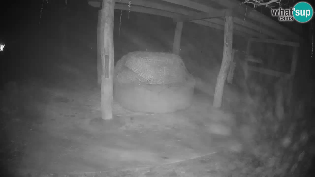 Web kamera uživo Zebras u ZOO Ljubljana – Slovenija