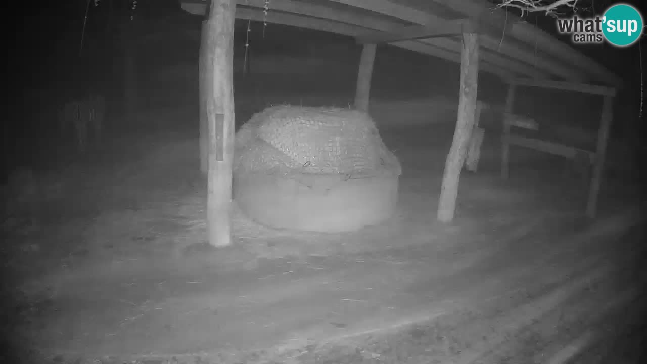 Live webcam Zebras in Ljubljana ZOO – Slovenia