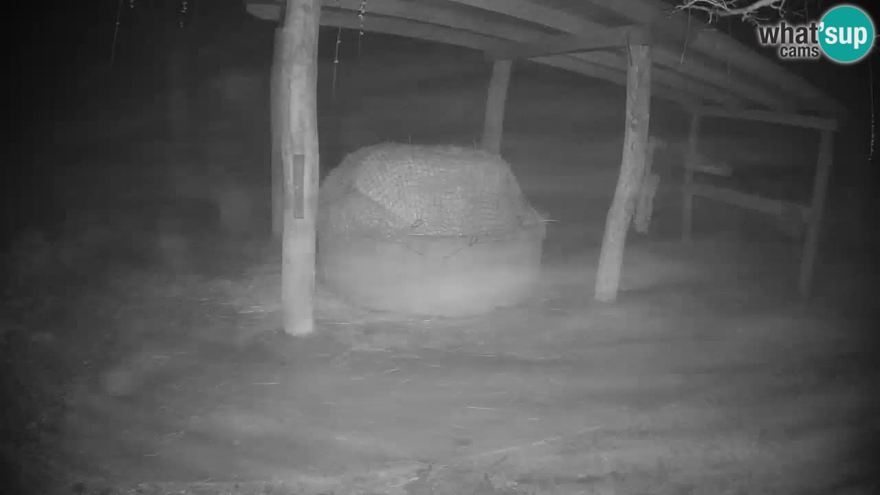 Live webcam Les zèbres in Ljubljana ZOO – Slovénie