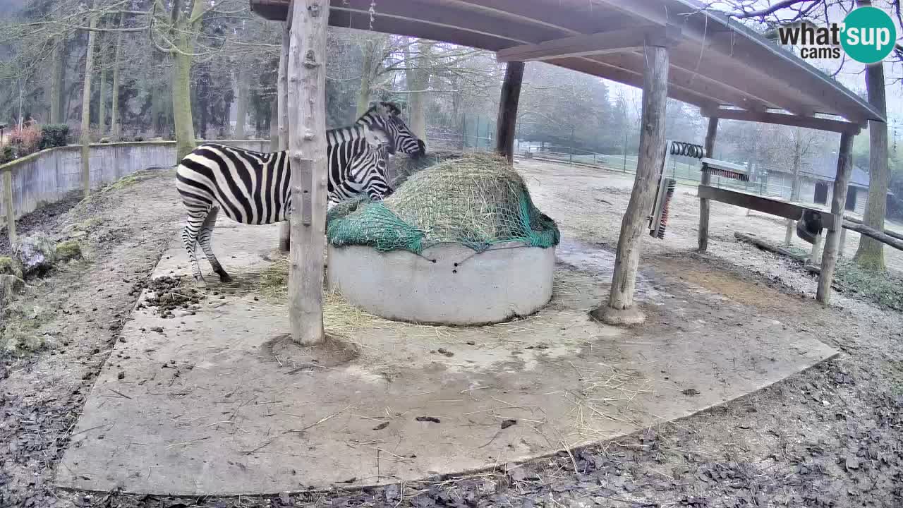 Le Zebre nello ZOO di Ljubljana – Slovenia Live webcam
