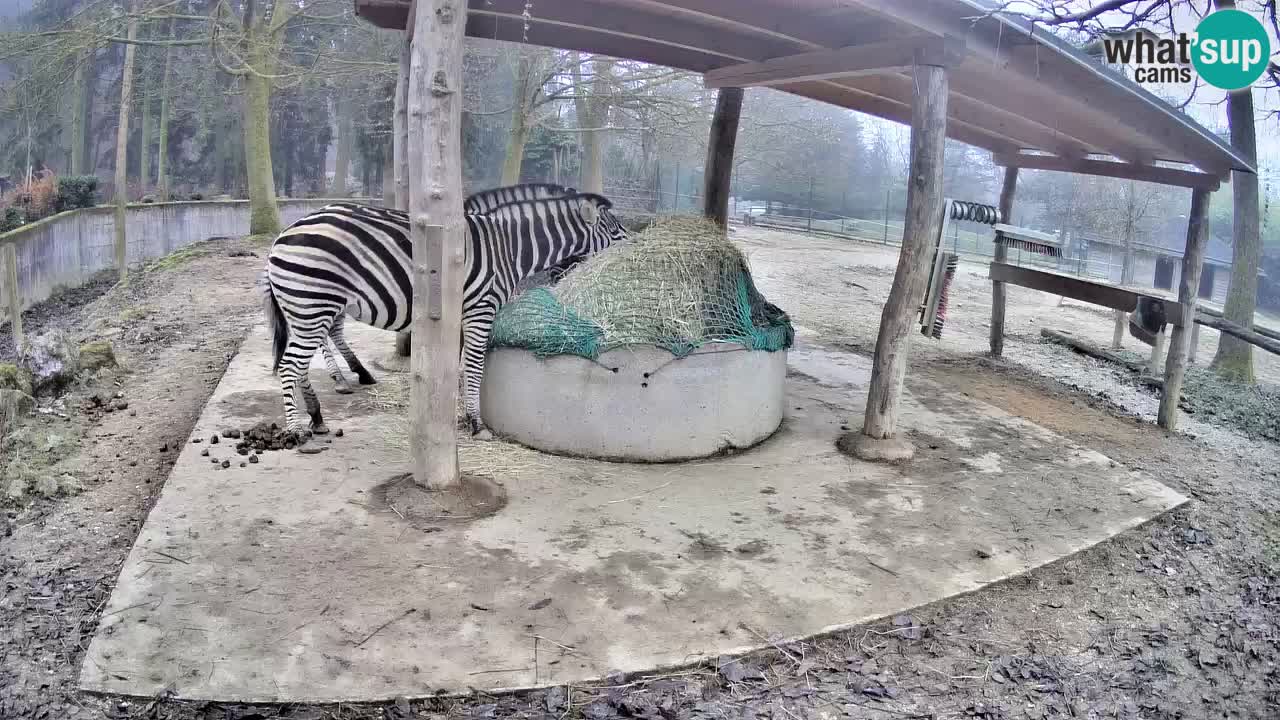 Live webcam Zebras in Ljubljana ZOO – Slovenia
