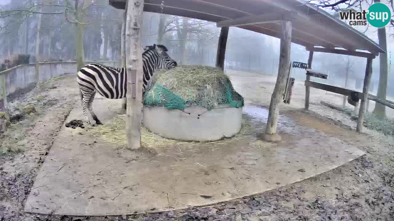 Live webcam Les zèbres in Ljubljana ZOO – Slovénie