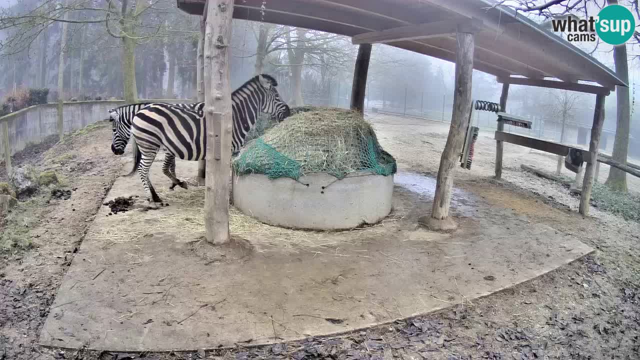 Zebre v živo v živalskem vrtu Ljubljana ZOO spletne kamere