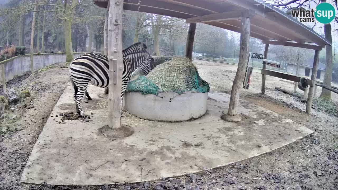 Camera en vivo Cebras in Ljubljana ZOO – Eslovenia