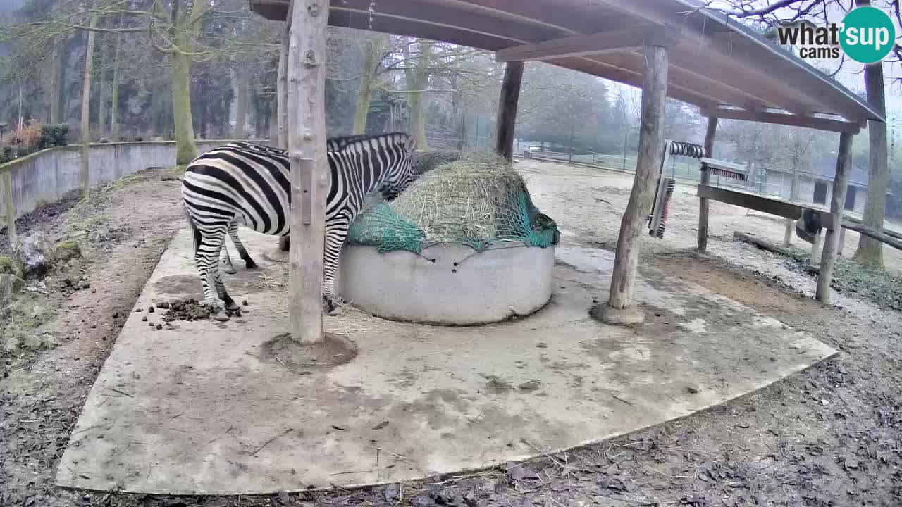 Zebre v živo v živalskem vrtu Ljubljana ZOO spletne kamere