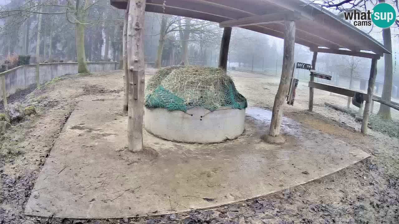 Live webcam Les zèbres in Ljubljana ZOO – Slovénie