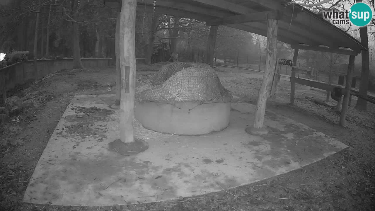 Web kamera uživo Zebras u ZOO Ljubljana – Slovenija