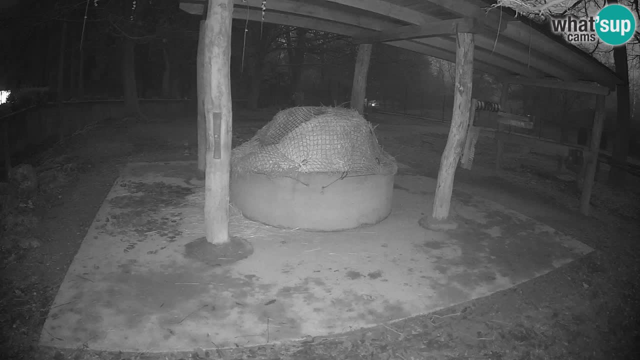 Le Zebre nello ZOO di Ljubljana – Slovenia Live webcam