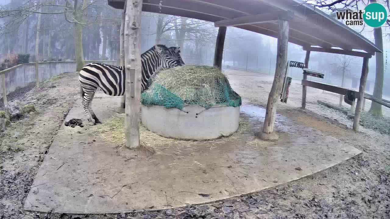 Le Zebre nello ZOO di Ljubljana – Slovenia Live webcam