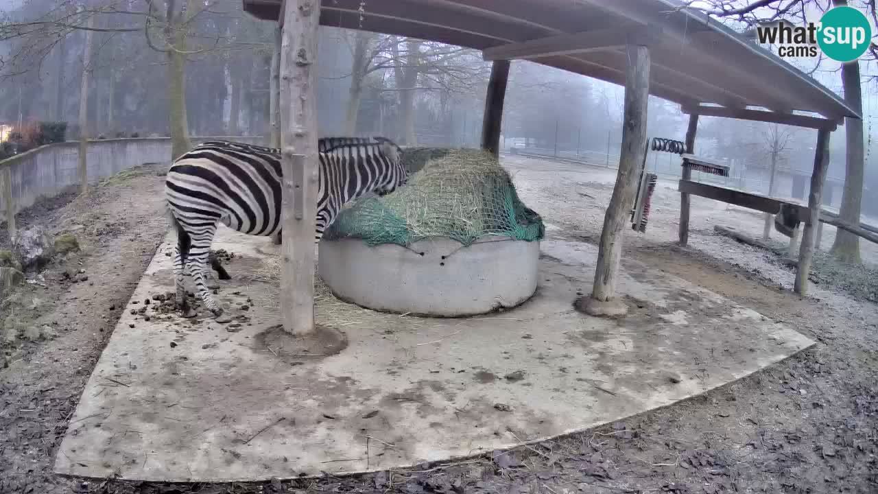Live Webcam Zebras in Ljubljana ZOO – Slowenien
