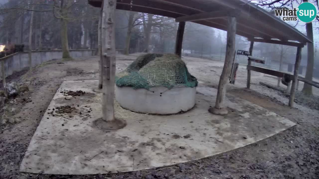 Live Webcam Zebras in Ljubljana ZOO – Slowenien
