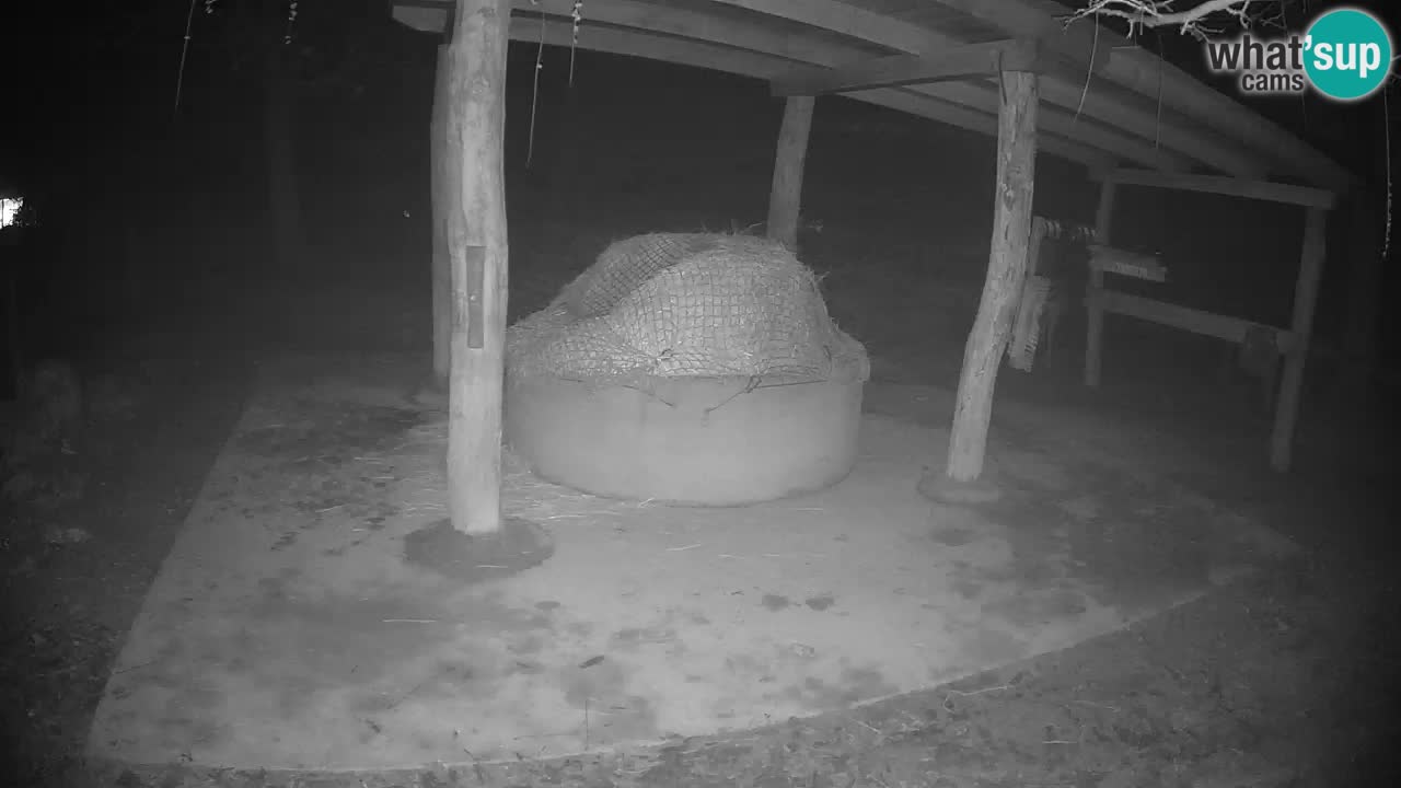 Live webcam Zebras in Ljubljana ZOO – Slovenia