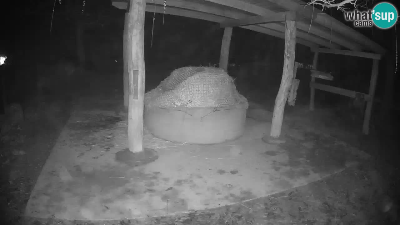 Le Zebre nello ZOO di Ljubljana – Slovenia Live webcam