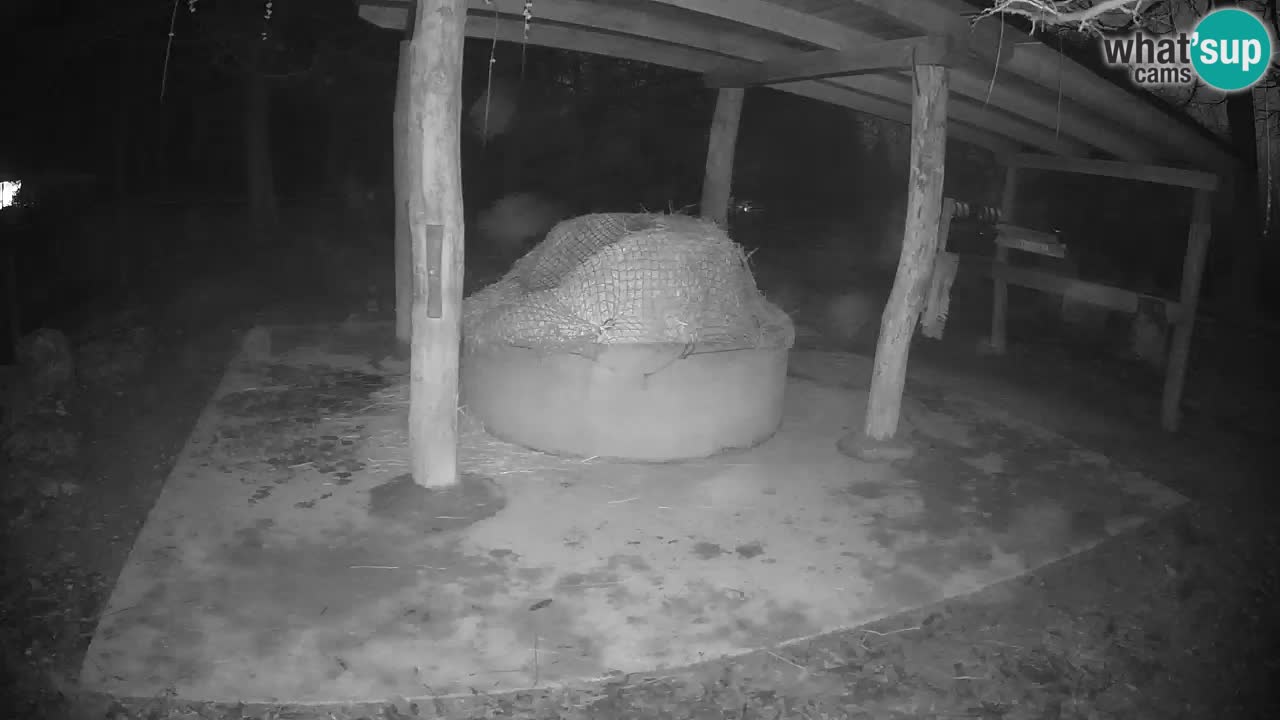 Le Zebre nello ZOO di Ljubljana – Slovenia Live webcam