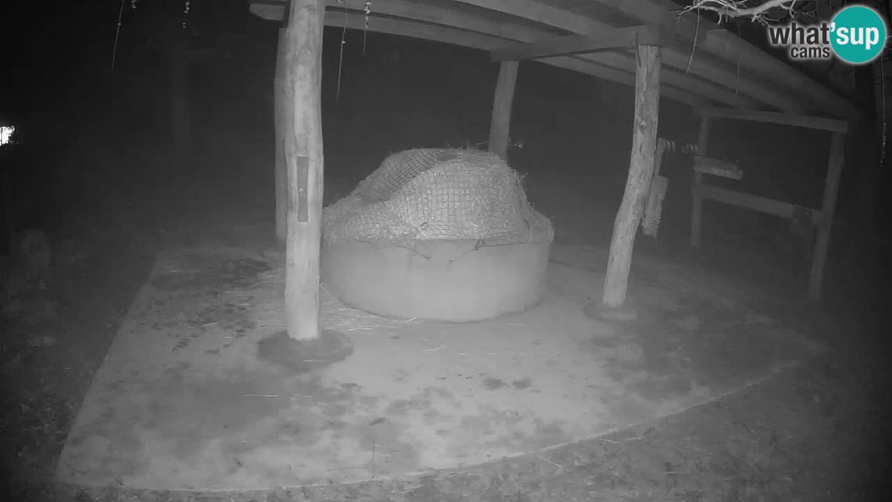 Le Zebre nello ZOO di Ljubljana – Slovenia Live webcam