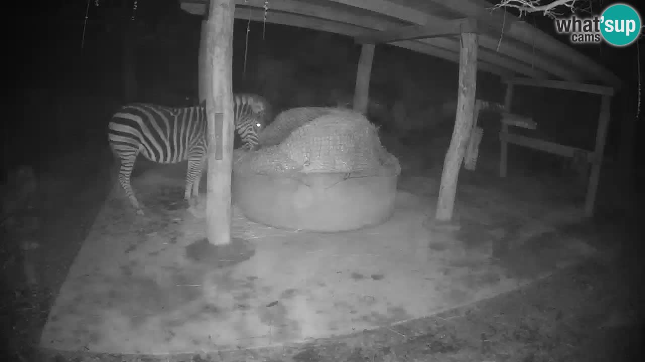 Le Zebre nello ZOO di Ljubljana – Slovenia Live webcam
