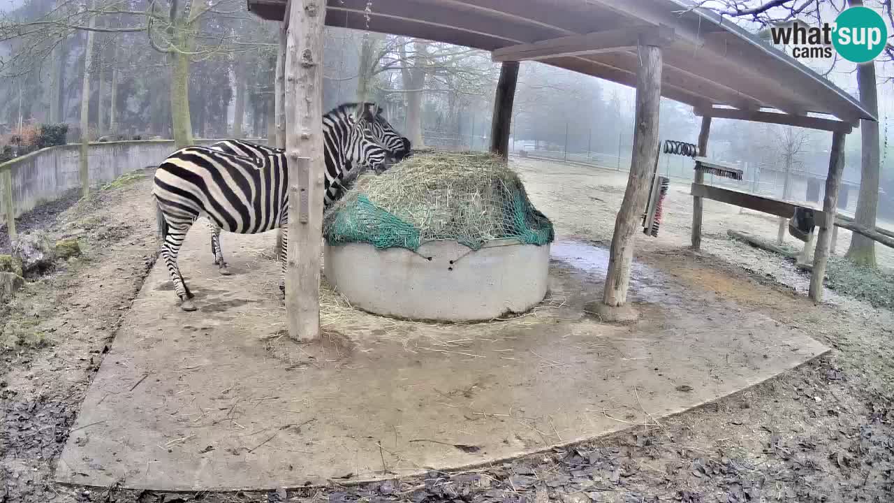 Le Zebre nello ZOO di Ljubljana – Slovenia Live webcam