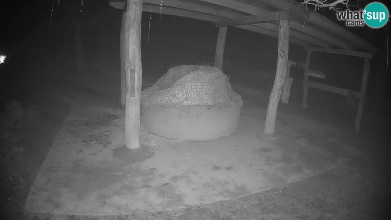 Camera en vivo Cebras in Ljubljana ZOO – Eslovenia