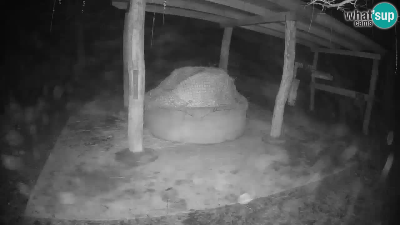 Live webcam Les zèbres in Ljubljana ZOO – Slovénie