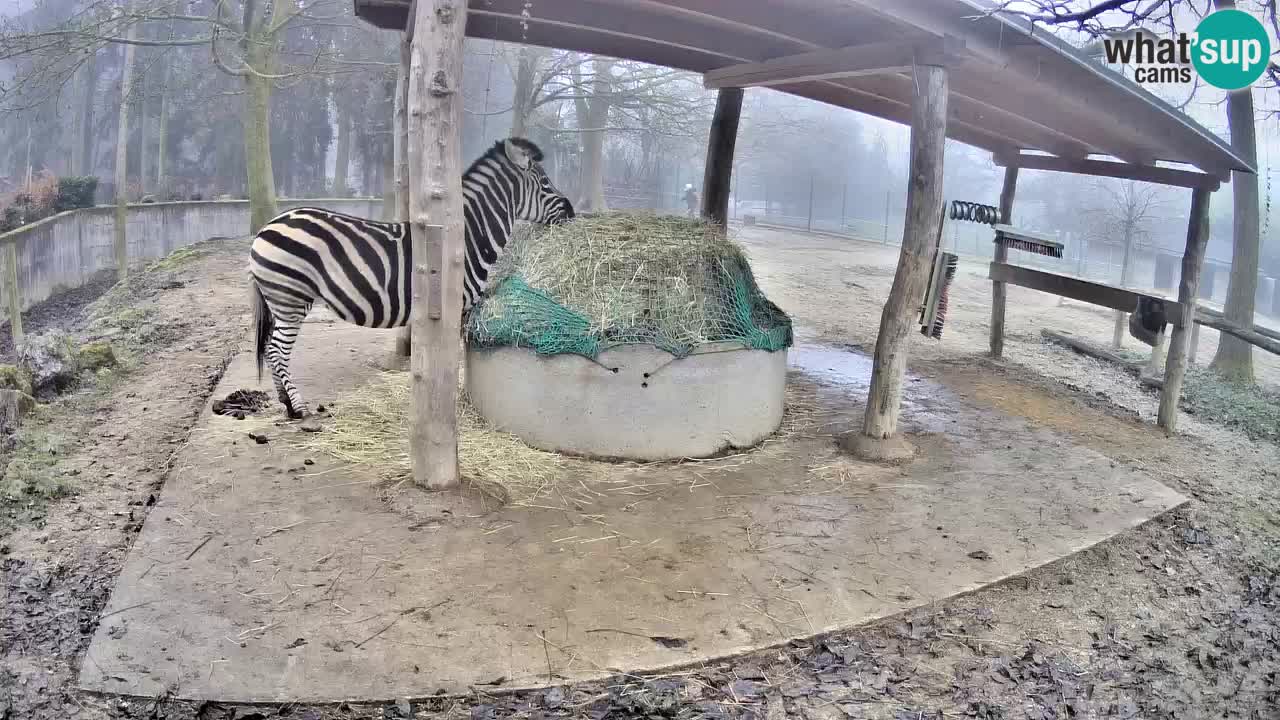 Zebre v živo v živalskem vrtu Ljubljana ZOO spletne kamere