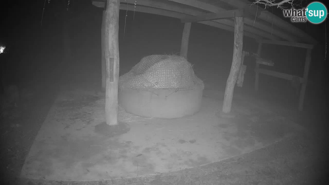 Web kamera uživo Zebras u ZOO Ljubljana – Slovenija