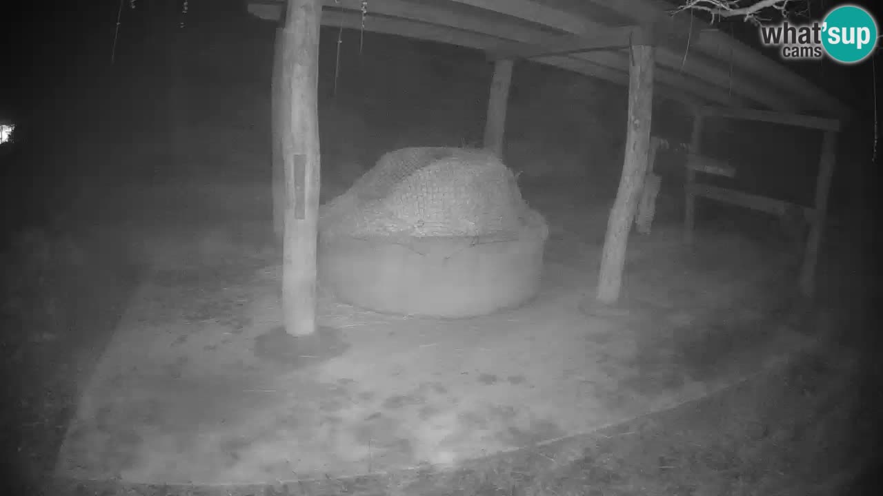 Camera en vivo Cebras in Ljubljana ZOO – Eslovenia