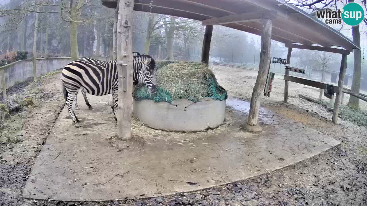 Zebre v živo v živalskem vrtu Ljubljana ZOO spletne kamere