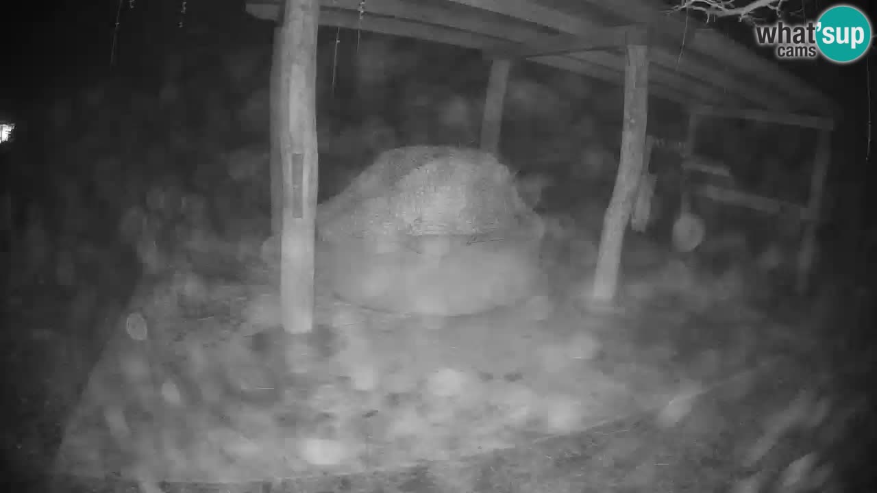 Live webcam Les zèbres in Ljubljana ZOO – Slovénie