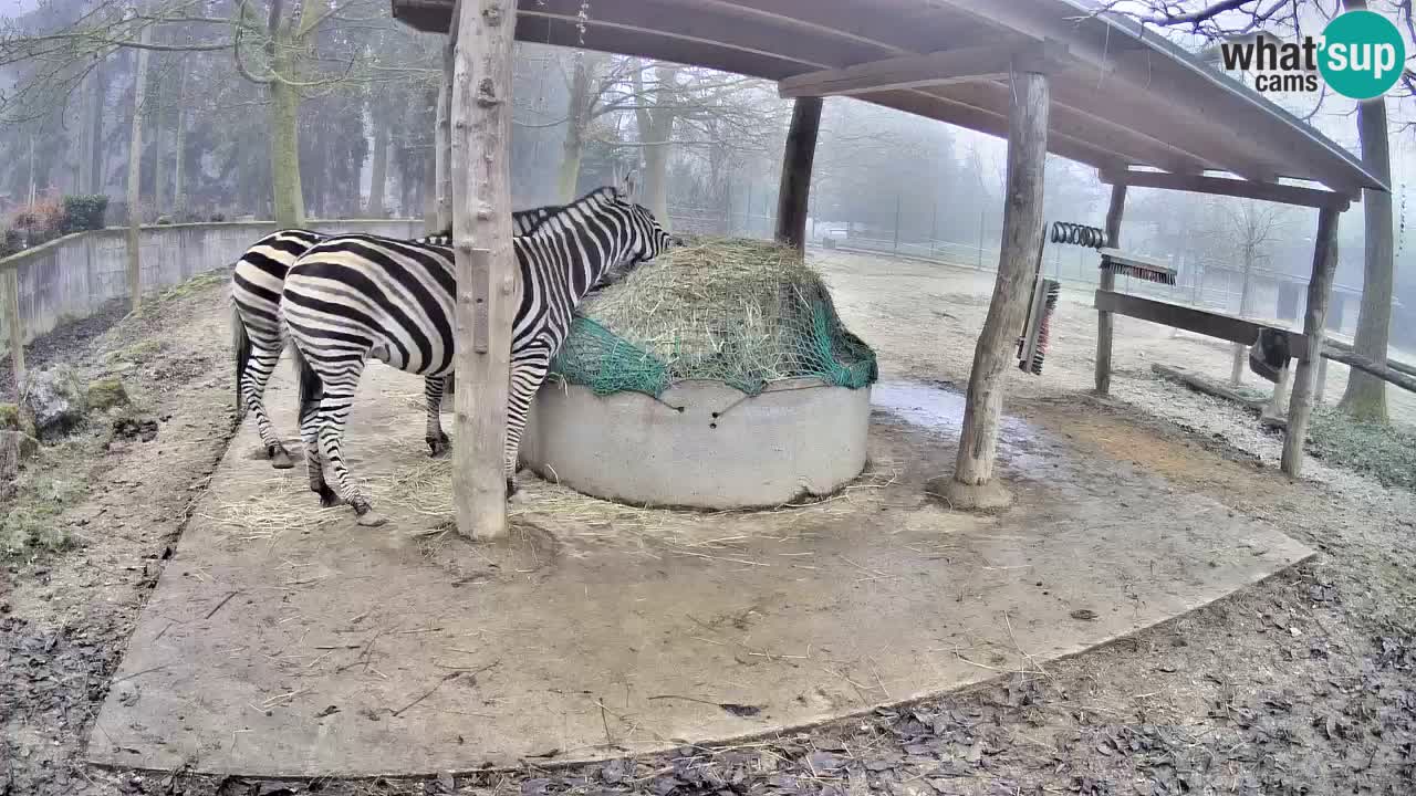 Zebre v živo v živalskem vrtu Ljubljana ZOO spletne kamere