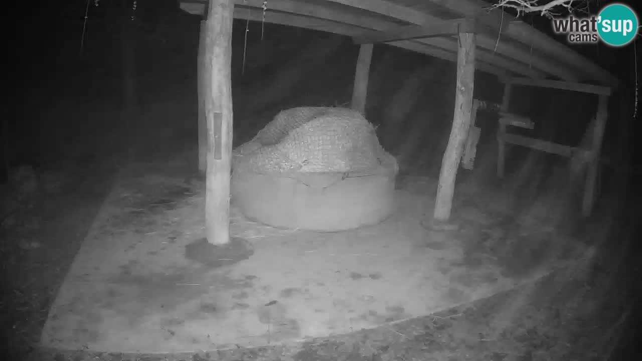 Le Zebre nello ZOO di Ljubljana – Slovenia Live webcam