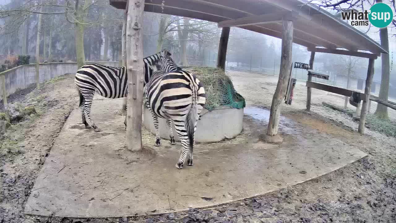 Zebre v živo v živalskem vrtu Ljubljana ZOO spletne kamere