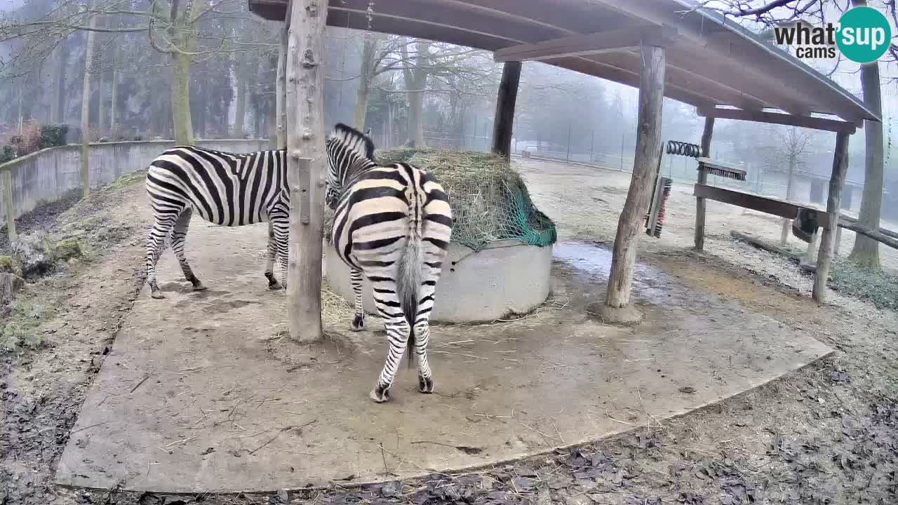 Live webcam Zebras in Ljubljana ZOO – Slovenia