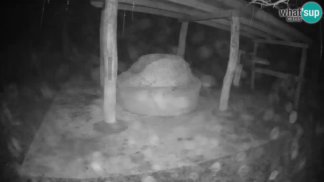 Le Zebre nello ZOO di Ljubljana – Slovenia Live webcam