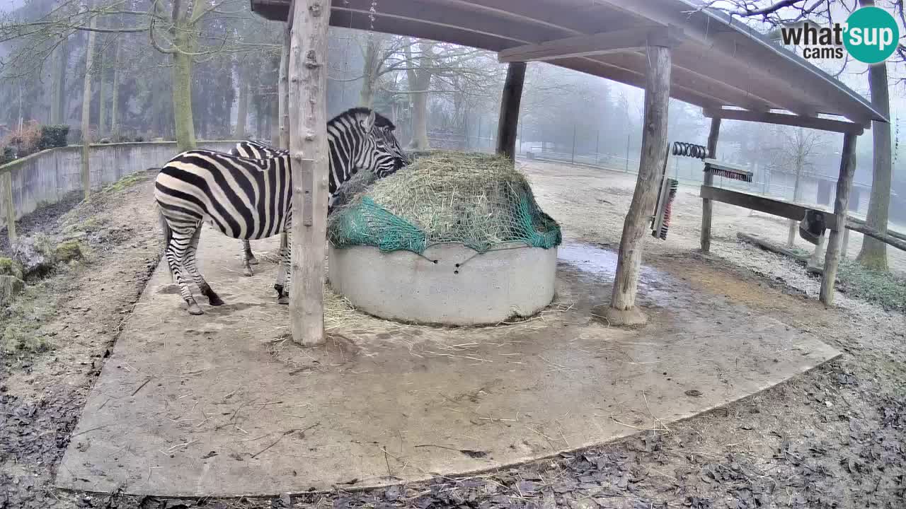 Live Webcam Zebras in Ljubljana ZOO – Slowenien