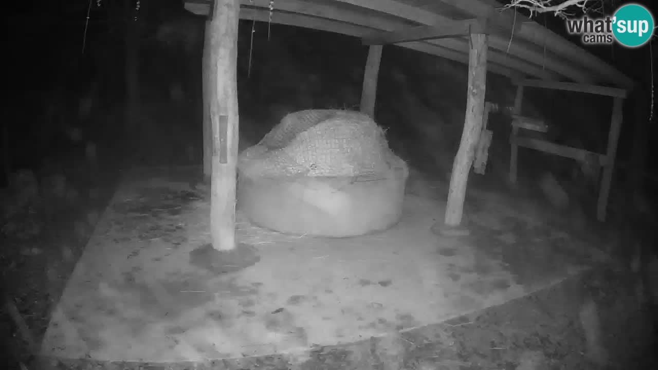 Camera en vivo Cebras in Ljubljana ZOO – Eslovenia