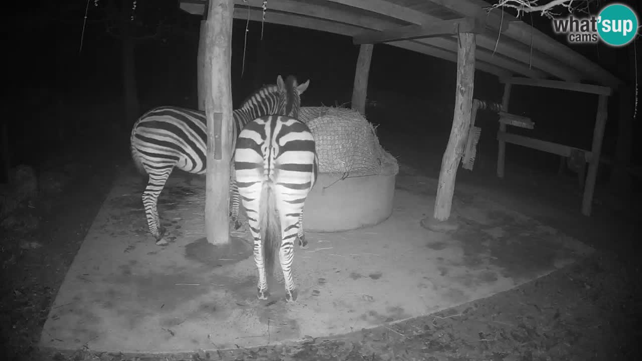 Live Webcam Zebras in Ljubljana ZOO – Slowenien
